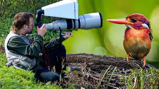 Ultra Rare Dwarf Kingfisher Fledgling Photographed for the Very First Time