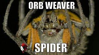 Orb weaver spider, spider web time-lapse and eating a cricket - Biodiversity Shorts #5