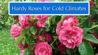 Hardy Roses for Cold Climates