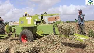 MULATO II GRASS FARM, BEERTA CAWS & CALAF , MOGADISHU SOMALIA