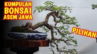 Kumpulan Bonsai Bonsai Asem Jawa (Tamarindus Indica)