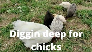 No 11 Diggin,' Deep for chicks