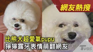 比熊犬超愛氣pupu 猙獰露牙表情萌翻網友｜TVBS新聞｜網友熱搜