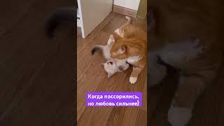 #хочуврек #любовь #отношения #вайн #видео #прикол #кошки