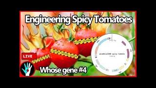 [LIVE] Making Tomatoes Produce Capsacin (Spicy tomatoes) - Whose Gene is it Anyway #4