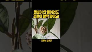 햇빛이 없어도 꽃은 핀다! #식물