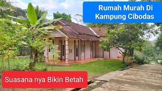 Suasana Kampung Cibodas Matak Wa,as Bikin Betah Ada Rumah Di Jual Murah. SUDAH TERJUAL