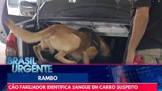 Vitória: cão farejador identifica sangue em carro suspeito | Brasil Urgente