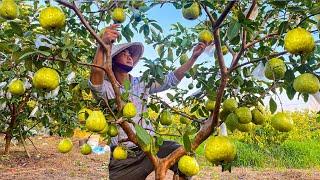 Harvesting Guava in My Farm on Sunny Day and Go to Sell - Relaxing Harvest Video Noal Farm