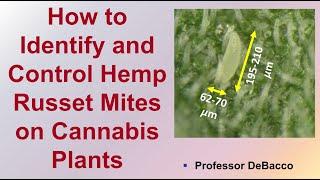 How to Identify and Control Hemp Russet Mites on Cannabis Plants