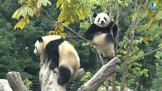 Japanese welcome 50th anniversary of China's giant pandas' arrival