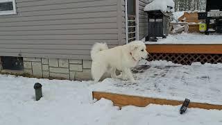 A Few Tips For Training Your Livestock Guardian Dogs, Part 1