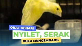 OBAT KENARI NYILET, SERAK DAN BULU MENGEMBANG