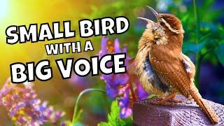The Many Calls and Songs of the Carolina Wren @BirdsWalkingDown