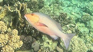 Twinspot snapper (Lutjanus bohar)  Bohar snapper, Red Bass, Red Sea Bass, Red Snapper (4K)