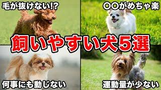 【意外と知らない】トレーナーが教える！飼いやすい特徴の犬種5選！！