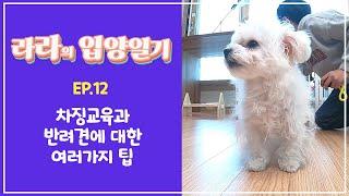 라라의 입양일기 #12 강아지 차징교육과 팁 (feat.강아지 클리커 훈련)