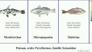 Fish, ordre Perciformes, famille Sciaenidae ombrine bourrugue blonde commune noire lisse stries