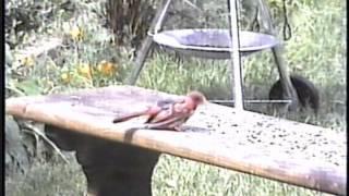 Baby cardinal