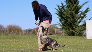 Steady & Correct Obedience from Trained Pup!