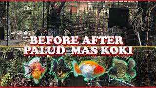 BEFORE AFTER DO IT ! GOLDFISH SHOWROOM