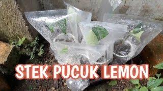 UPDATE STEK SUNGKUP JERUK LEMON