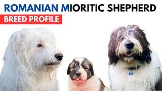 Romanian Mioritic Shepherd Breed Profile History - Price - Traits - Mioritic Shepherd Grooming Needs