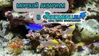 Морские аквариумы в магазине EXOMENU.RU