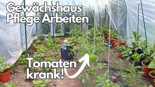 Kraut- und Braunfäule an Tomaten JETZT vorbeugen und behandeln+ Gewächshaus im Juni