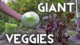 How To Grow Growing Giant Vegetables