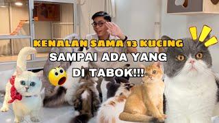 Kenalan Sama 13 Kucing Di Catroom, Carla ditabokk!!!