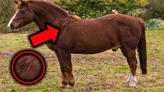 Farmer Notices Strange Spots on Horse After Night – Vet's Discovery Will Shock You!