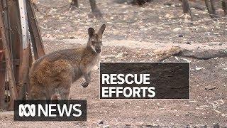 NSW blaze destroys habitats of several threatened species | ABC News