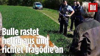 Tragödie in Hessen: Bauer und Mutter von Bullen zu Tode getrampelt