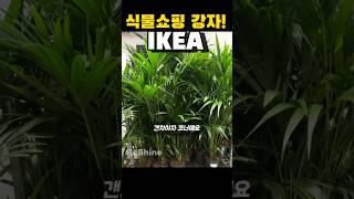 식물쇼핑 강자#plants #식집사 #식물쇼핑