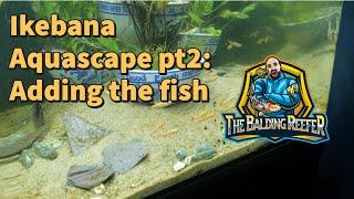 Ikebana Aquascape pt2: Adding the fish