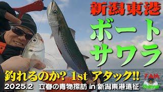 新潟東港ボートサワラ　1stアタック!!　釣れるのか!?　2025青物探訪　新潟遠征編