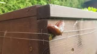 elektrischer Schneckenzaun,  electric snail fence