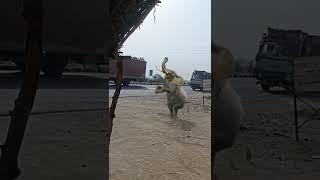 Track ke samne a gya hathi #shorts #viral #shorts #viral