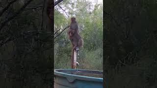 Monkey Montage | Born Free USA Primate Sanctuary #shorts #wildlifesanctuary