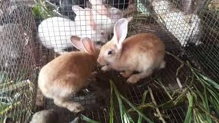 அழகான  முயல் குட்டிகள்  | Beautiful Rabbit Bunny's  