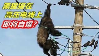 黑猩猩作死爬到高压电线上，即将自爆？【蕾丝说电影】