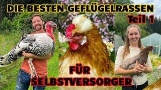 Selbstversorger: Die besten Geflügelrassen für Selbstversorgung Teil 1: Gänse, Hühner, Enten, Puten