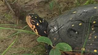 Spotted Turtle