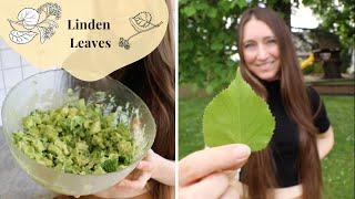 Linden Leaves Stuffed with Green Goddess Salad