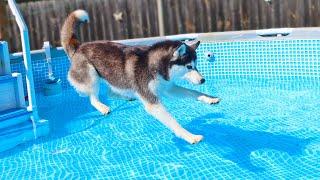 We Had to DRAIN the Husky Swimming Pool!