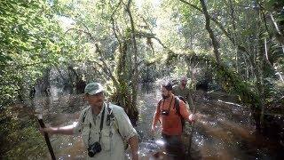 Clyde Butcher's | Swamp walks