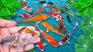 Serok ikan hias dalam kolam, ikan warna warni, ikan molly, ikan koi, ikan mas koki, ikan komet hias