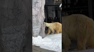 北海道旭山動物園北極熊 Polar Bear at Asahiyama Zoo #走吧肥象日常