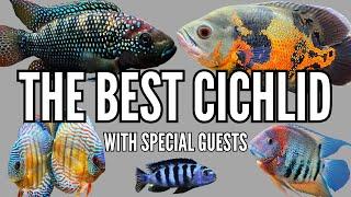 What is the GREATEST CICHLID OF ALL TIME? 8 Fishkeepers Debate the GOAT Cichlid